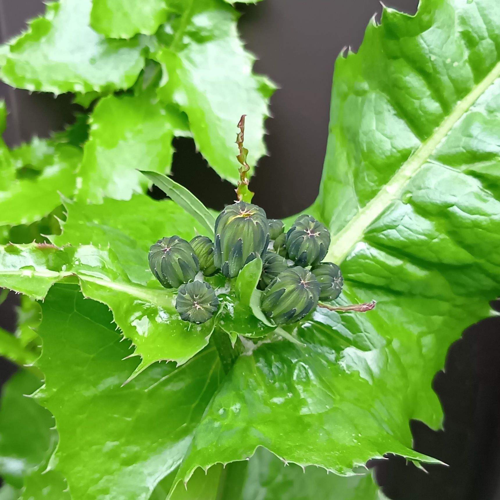 「ノゲシ」は例えば、おひたしにして食べる食べ方もあるとか！