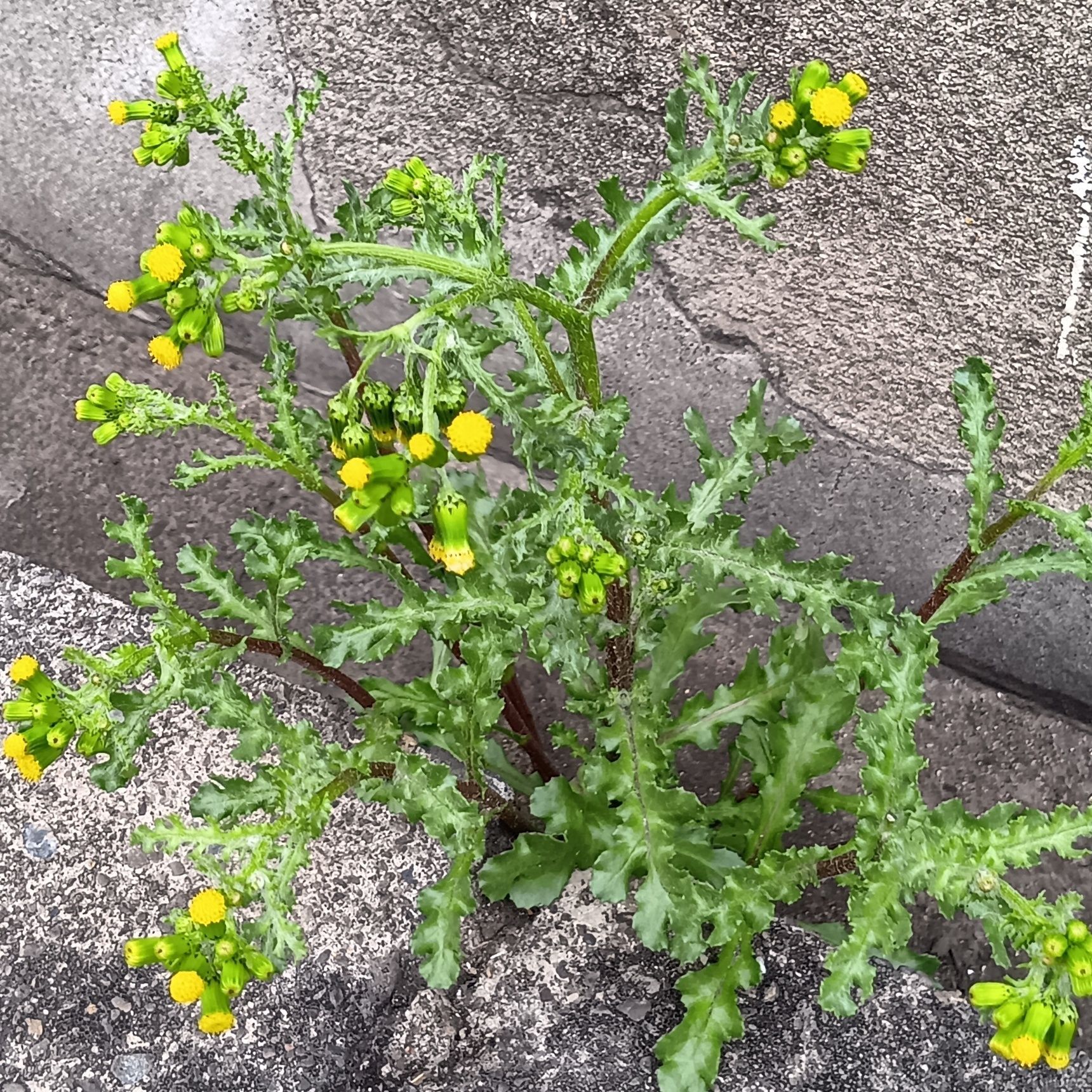 しかし、キク科は食べられるもの（タンポポ・ヨモギなど）も多いですが、「キク科＝安全」ではありません。中には食用に向かない・注意が必要な植物もあります。
