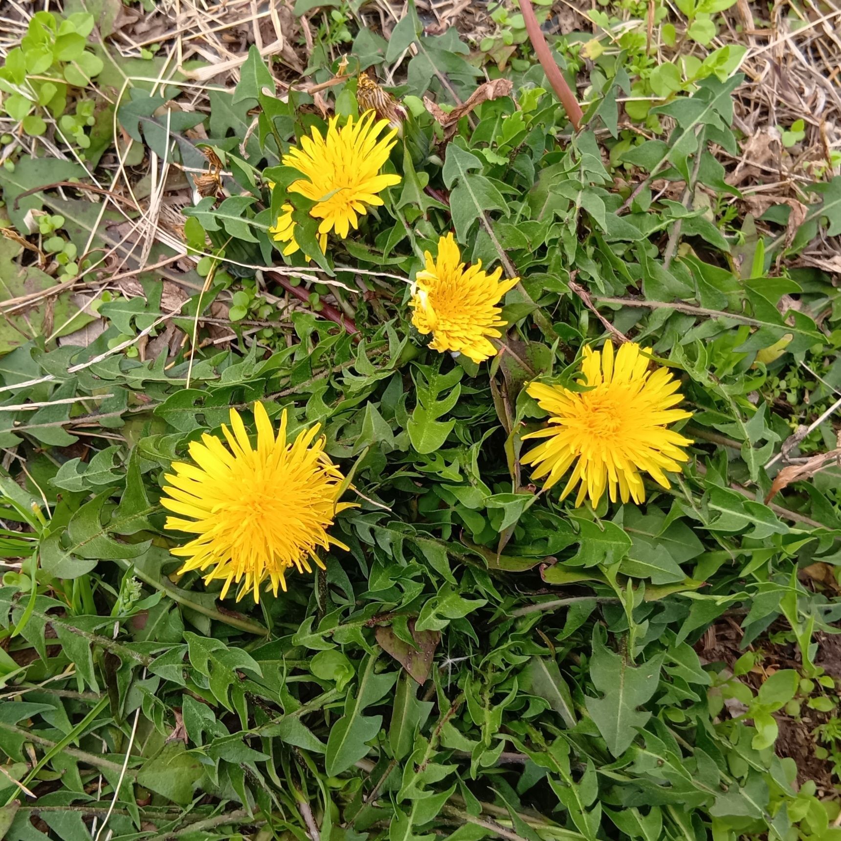 ちなみに、タンポポ は、昔から食用としても親しまれてきた植物！