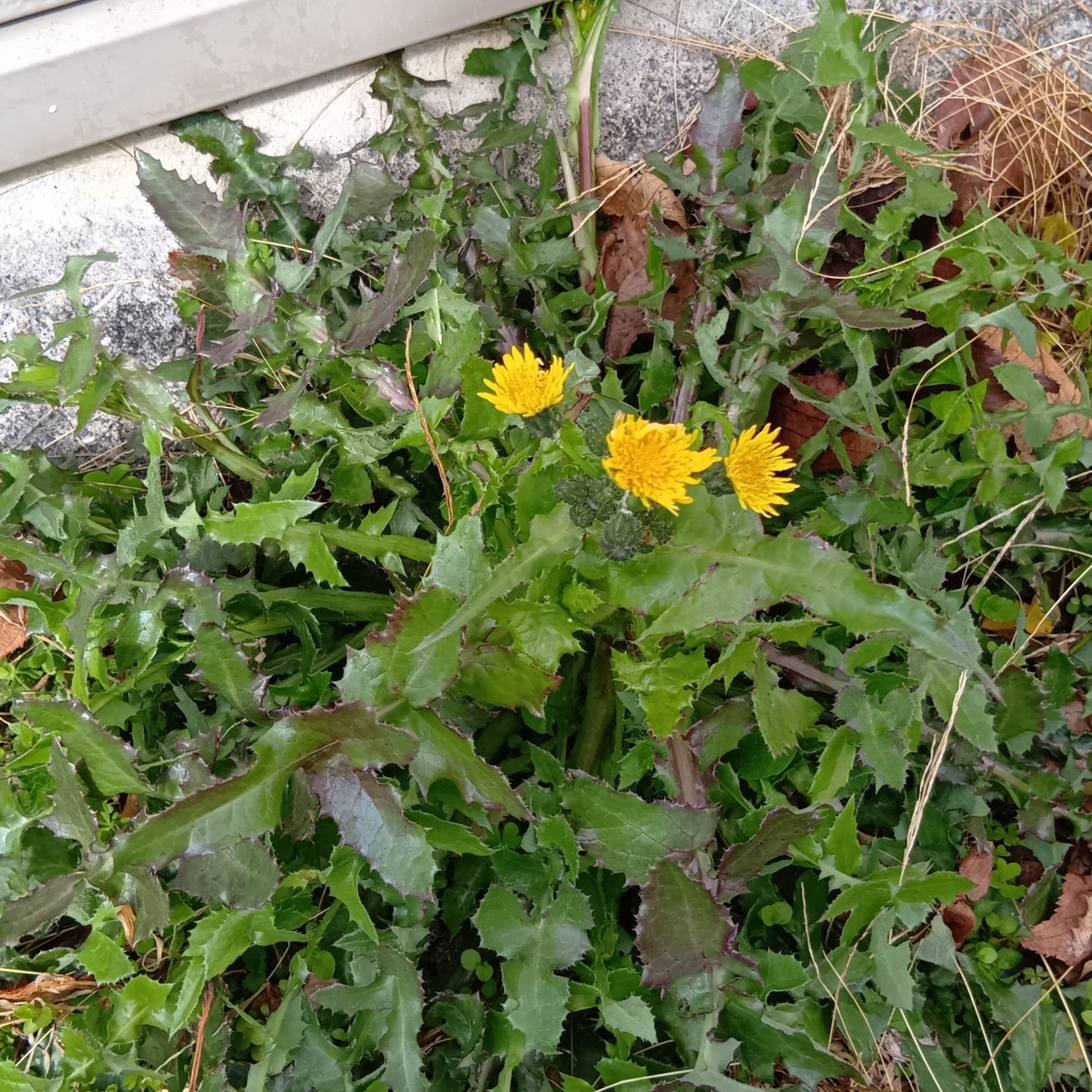 タンポポのすぐ傍に自生していた、「ノゲシ」です。食用菊も、タンポポも、ノゲシも似ていますよね！