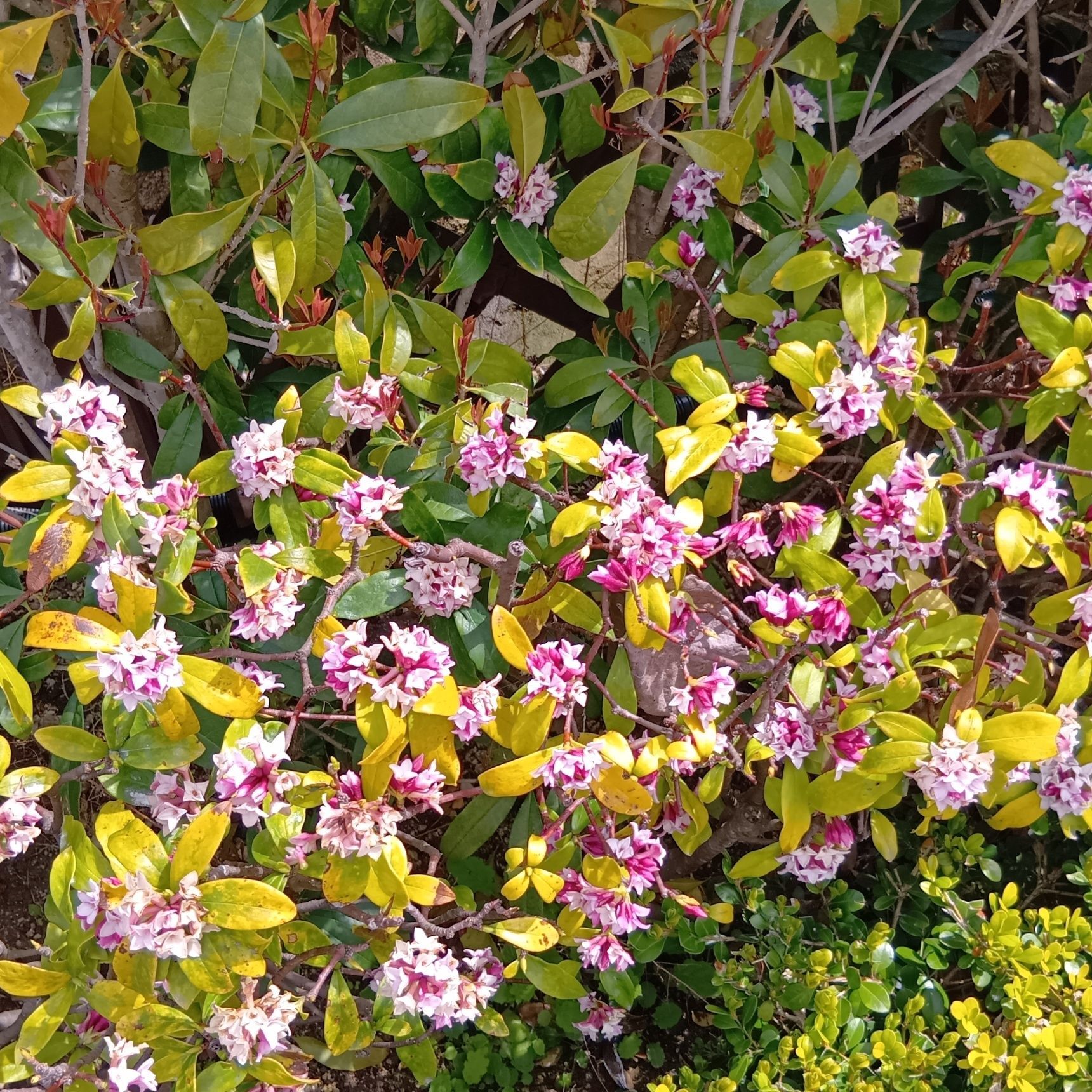 沈丁花の香水はあるけれど、毒もあるから精油にはしにくい？
