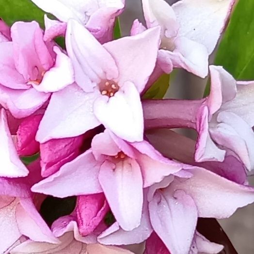 心ほどける香りなのに…沈丁花に精油がないのはなぜ（毒性ゆえ？）花言葉は怖い？意外な理由に迫る！