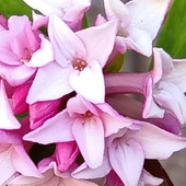 心ほどける香りなのに…沈丁花に精油がないのはなぜ（毒性ゆえ？）花言葉は怖い？意外な理由に迫る！