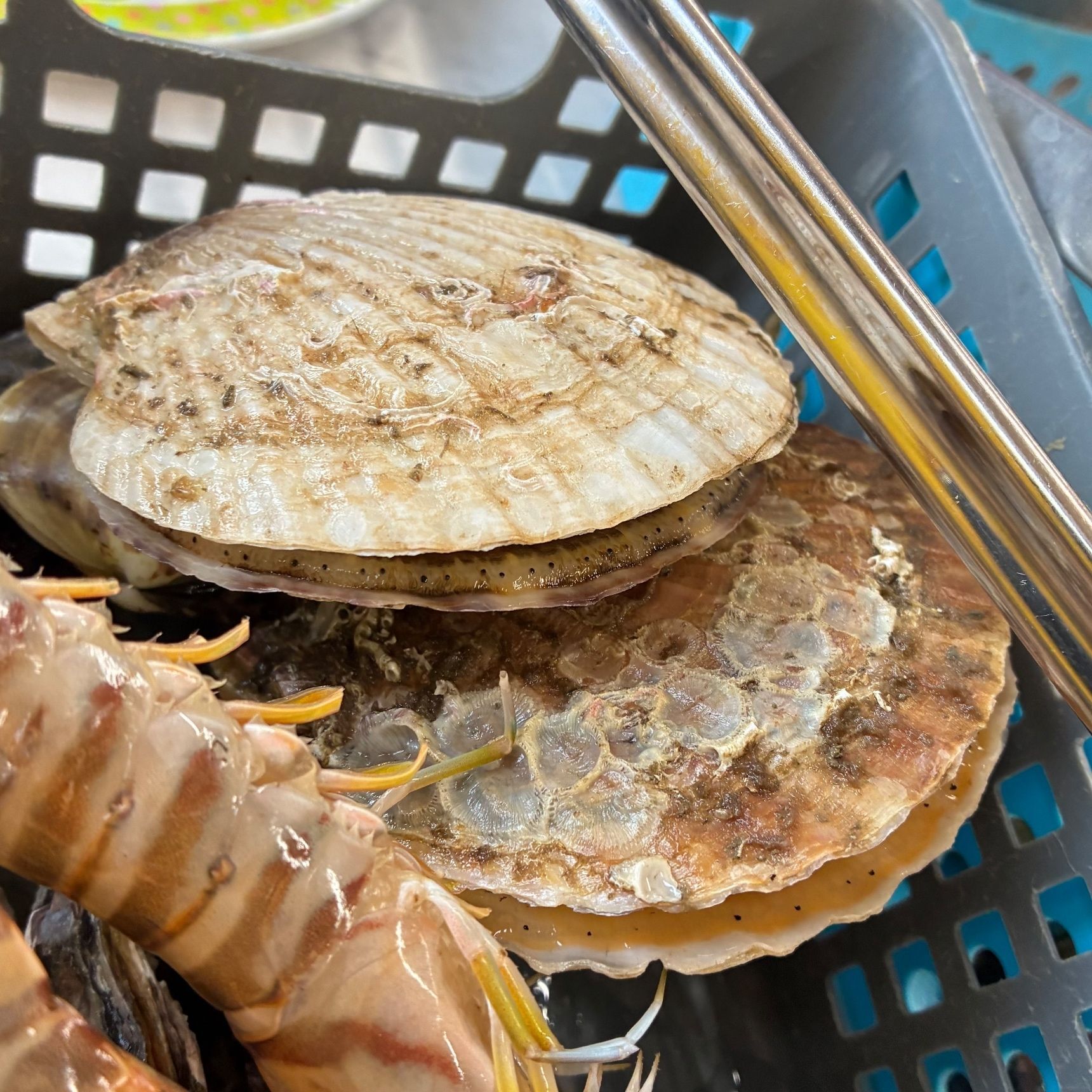 ホタテだってー　サザエだって　活きエビだってー