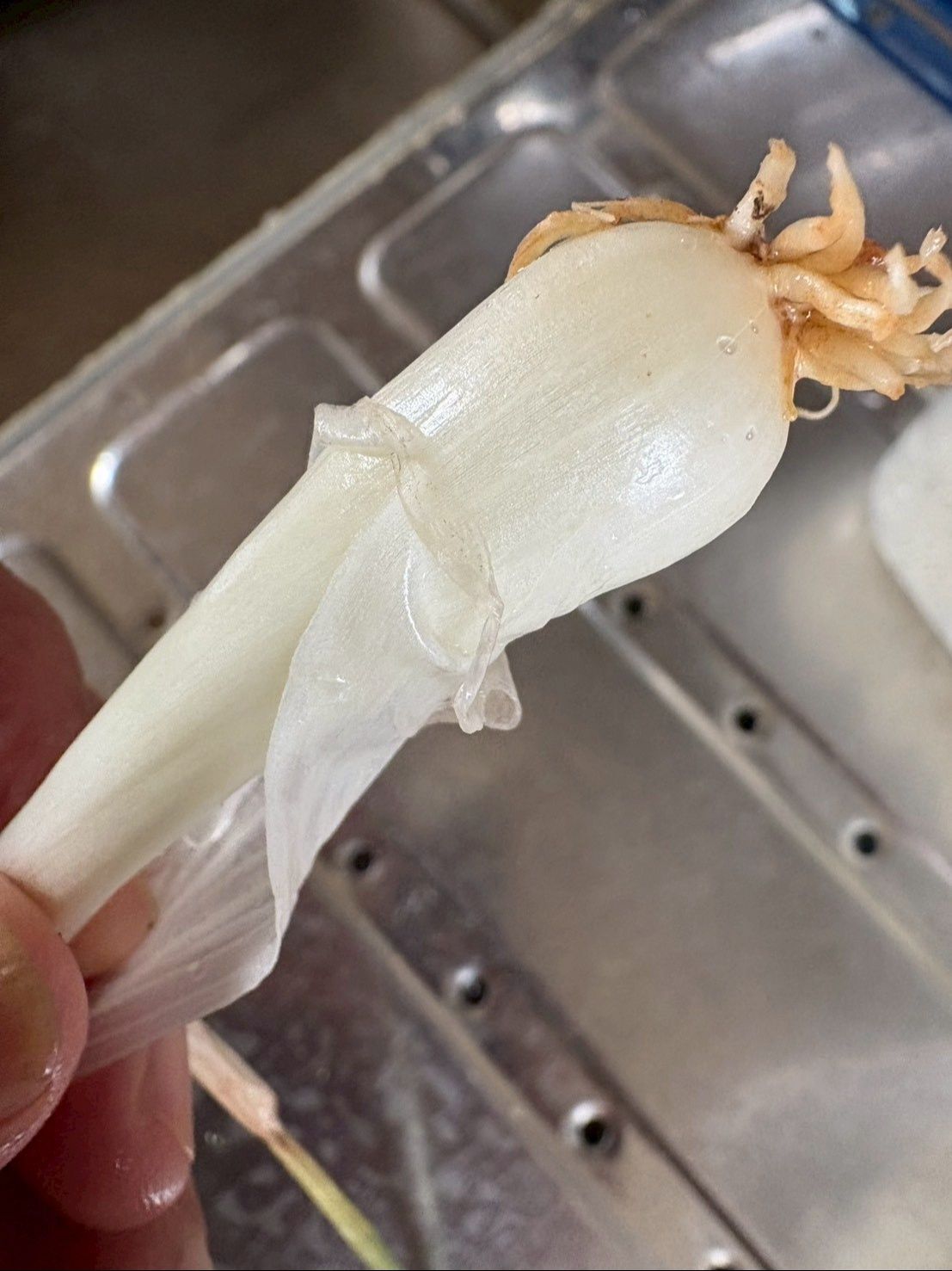 下ごしらえは一枚だけつるんと皮を剥くだけです。