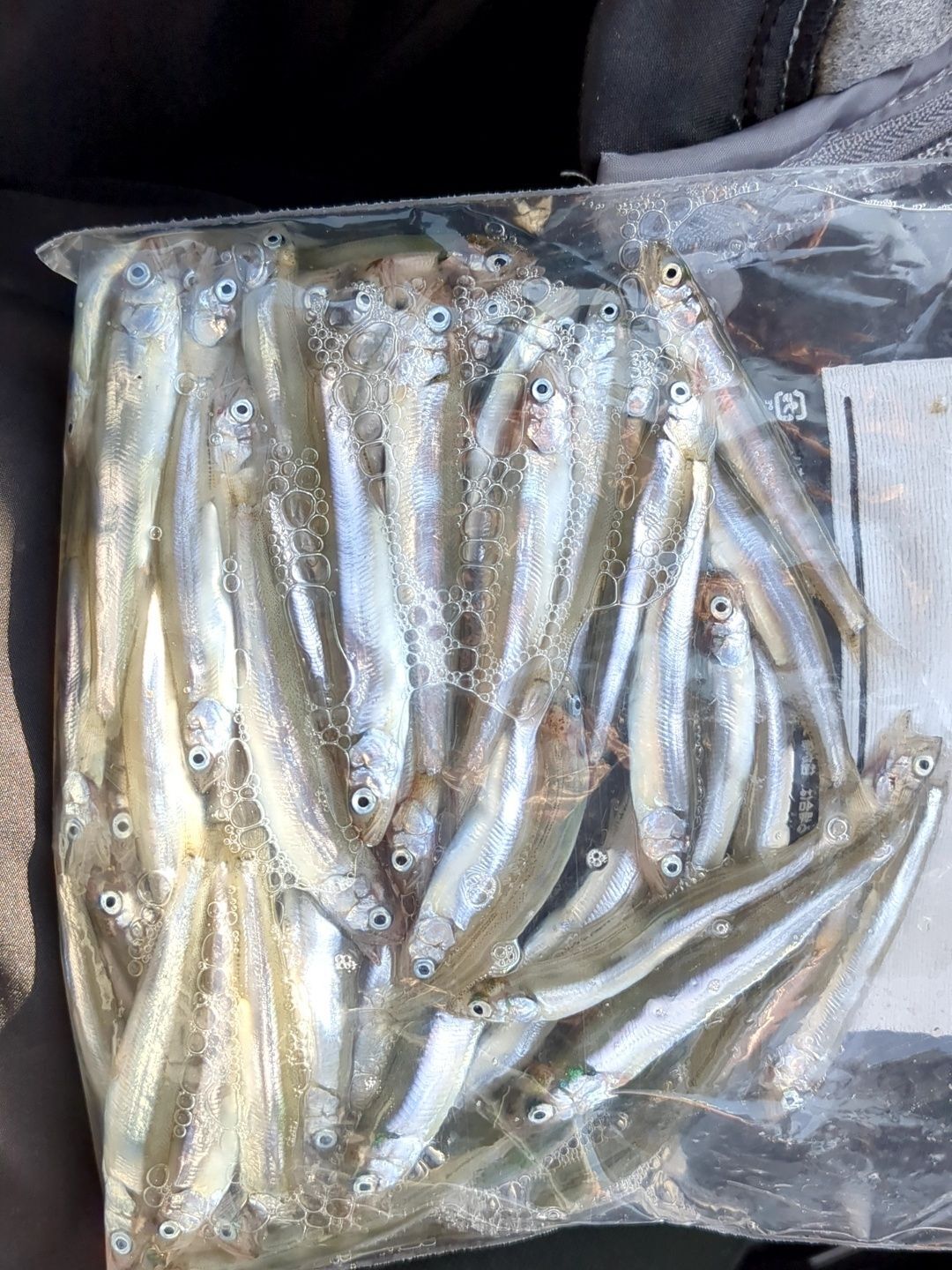 稚鮎を釣ります！