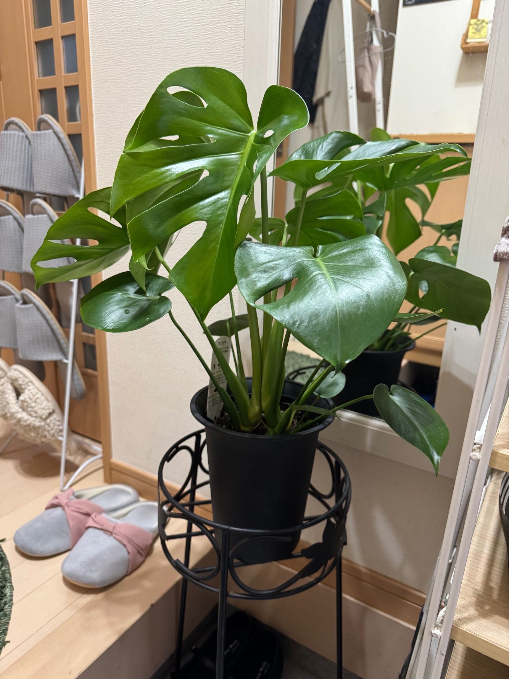 風水、玄関に観葉植物を