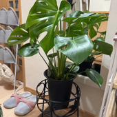 風水、玄関に観葉植物を