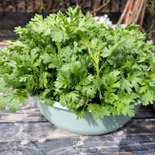 生の春菊！和風の和え物3種！お寿司に合う副菜！春菊の胡麻和え！