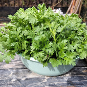 生の春菊！和風の和え物3種！お寿司に合う副菜！春菊の胡麻和え！