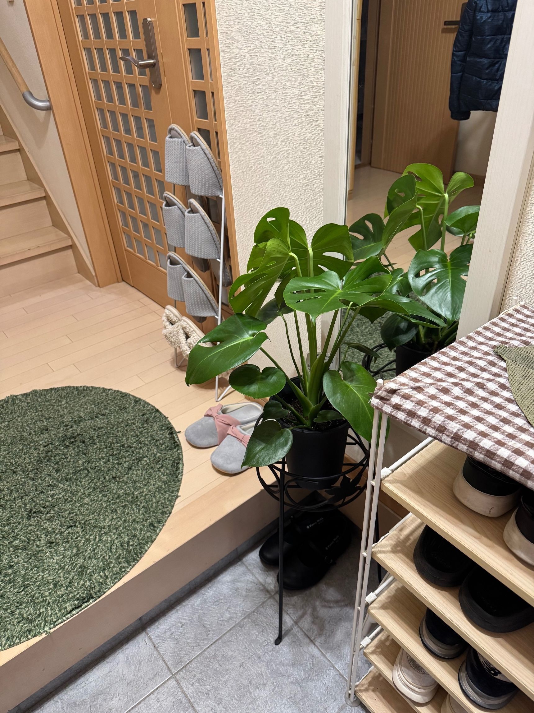 玄関に置くべきおすすめの観葉植物です。