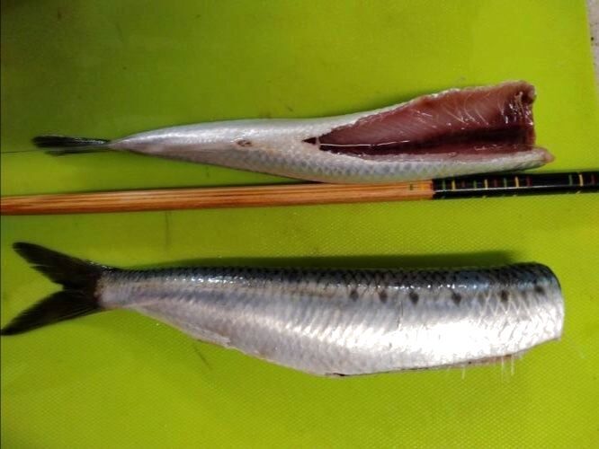 腹側を斜めに切る