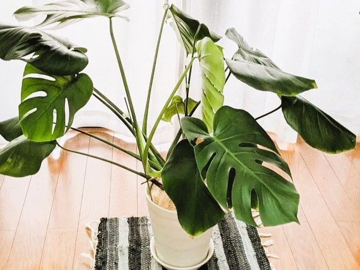 横に広がってしまった『モンステラ』私はこうやって飾ります。おしゃれで簡単な方法♪