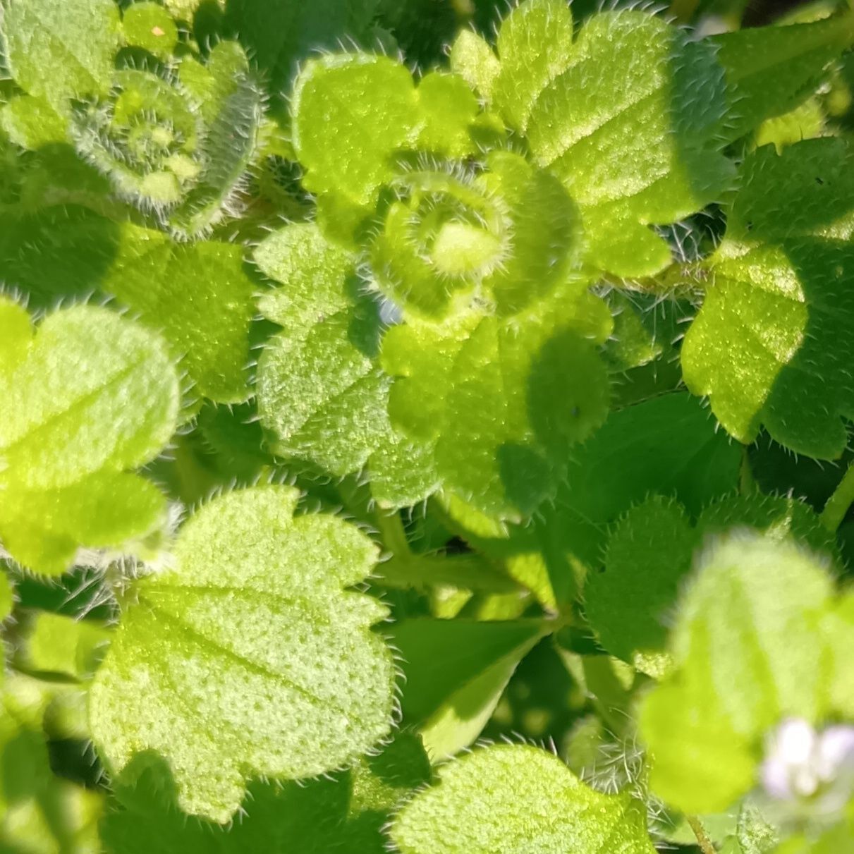 え？よく見ると、こんなにも毛深いの！