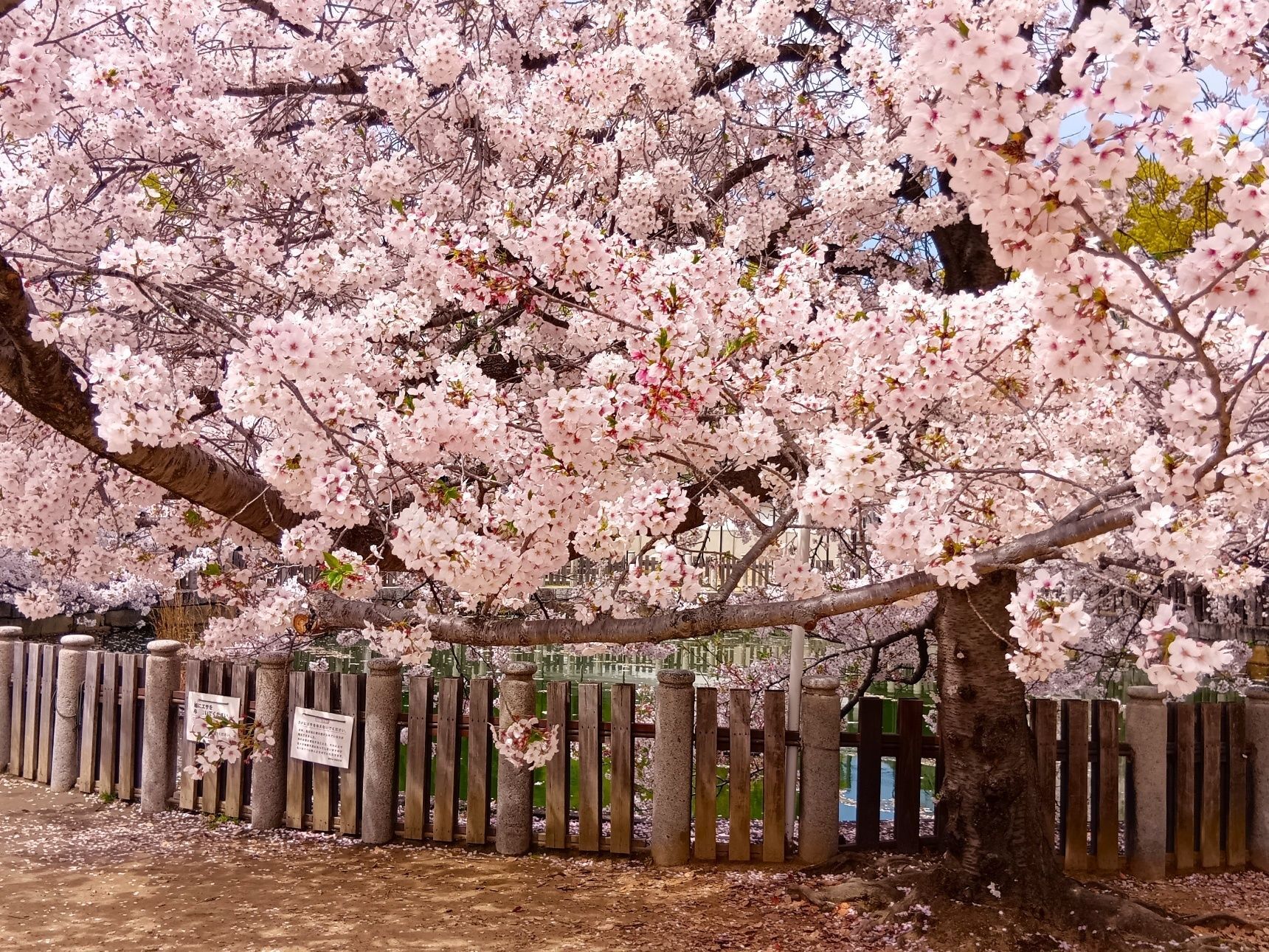 桜の季節に、タンスの肥やしの着物を着てみようと思い立ちました！