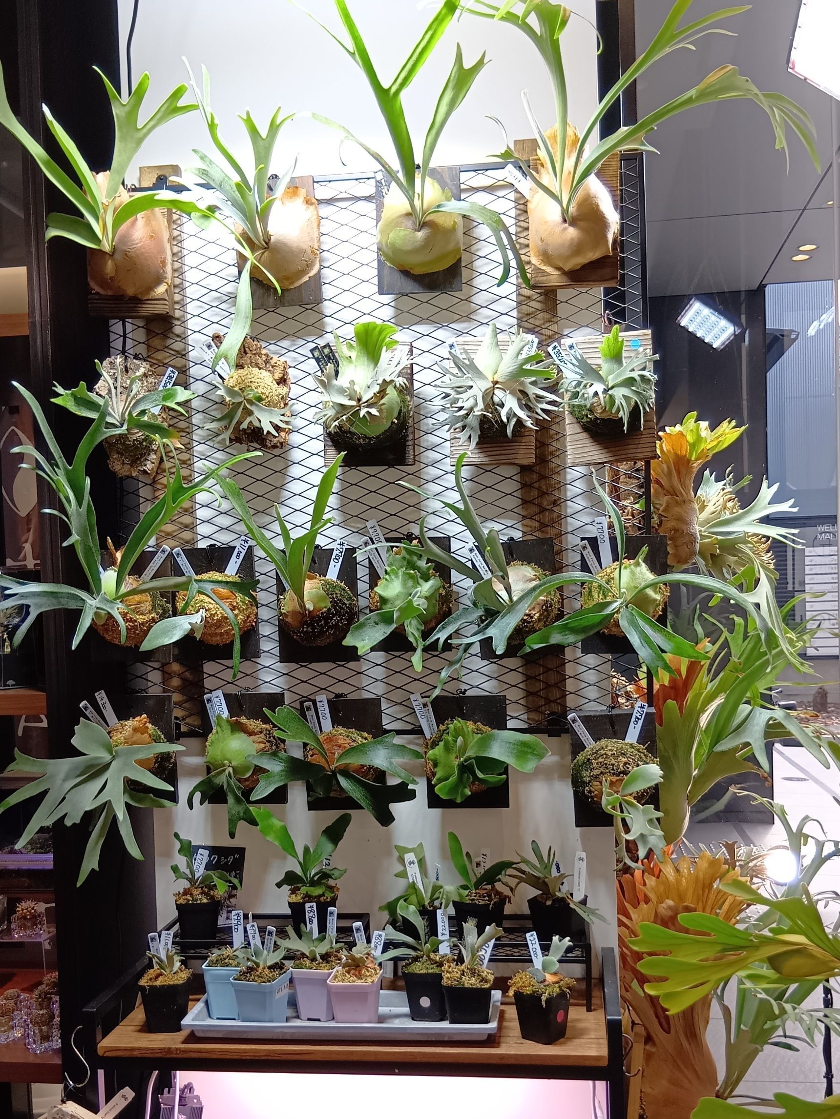 四天王からてんしばまで歩いて散歩もしましたよっ！