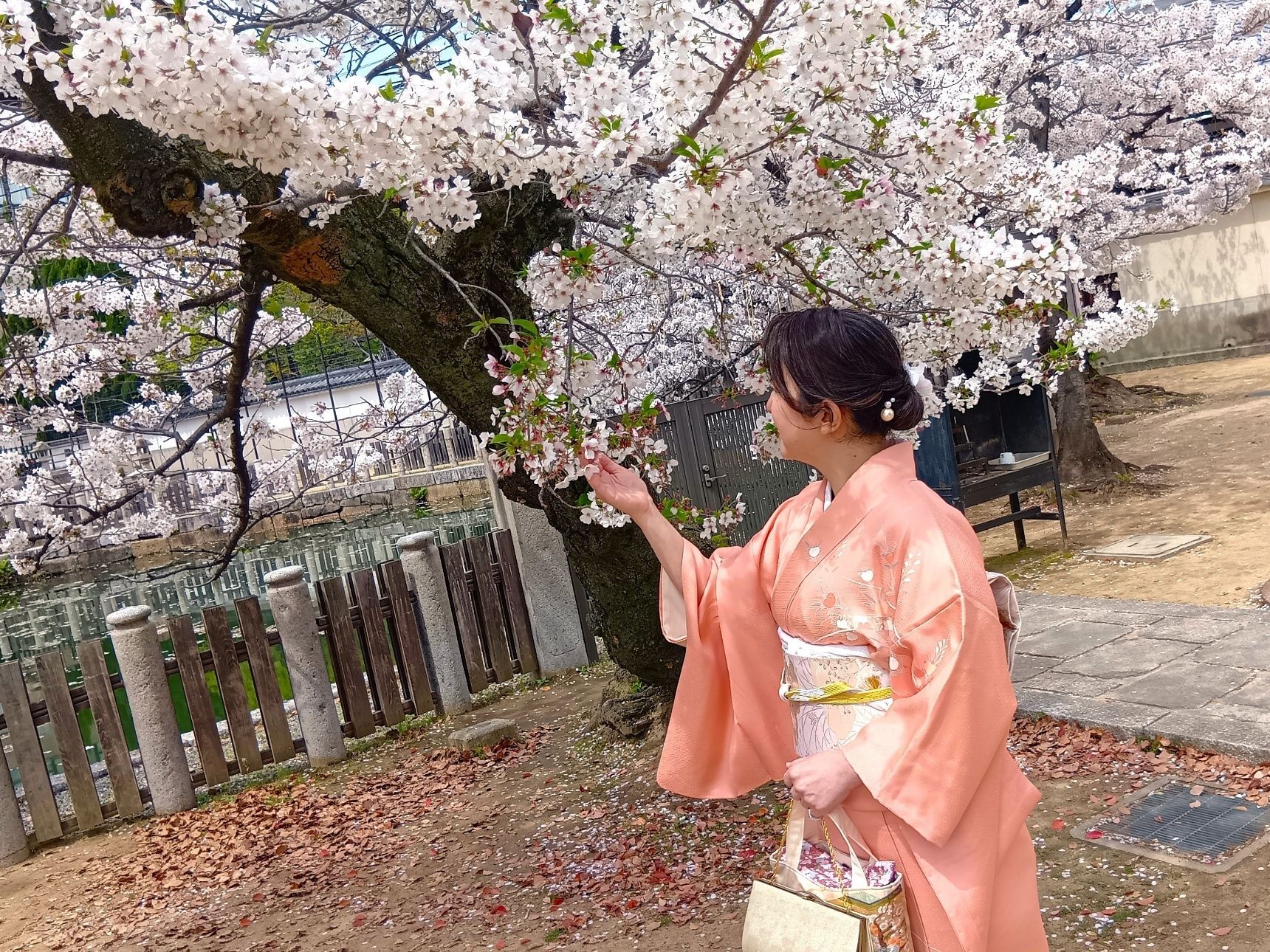 初挑戦！タンスの肥やし着物de桜満喫～！出張着付け体験レポ→ラクで良すぎた件。亡き母が結んだご縁？