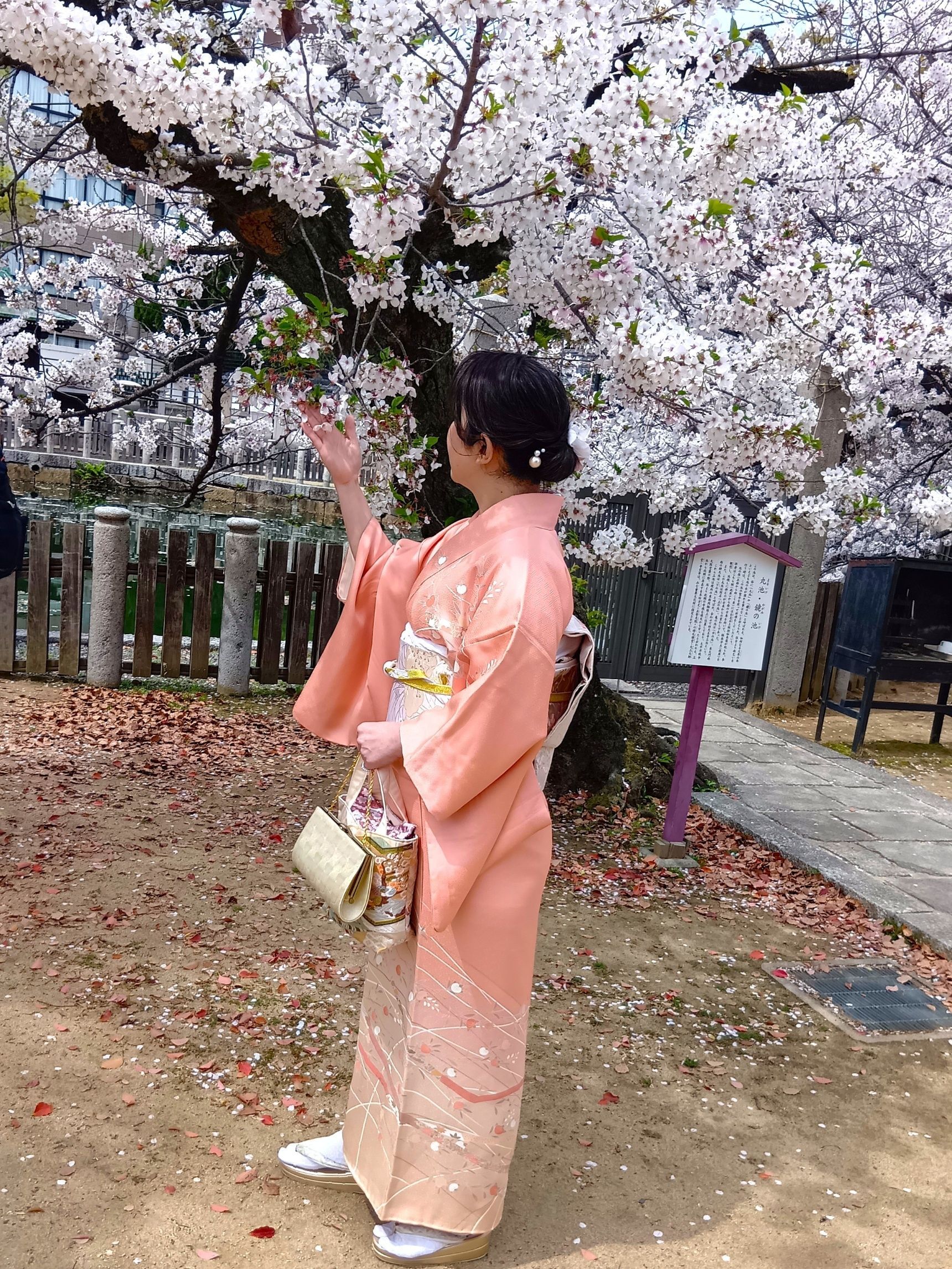 満開の桜を見ているとふと、頭に浮かぶ→小野小町の歌「花の色は移りにけりな」！