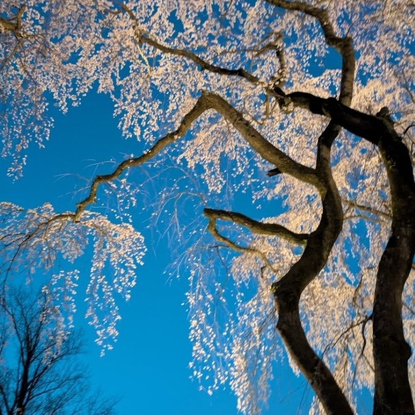 今年は、お花見満喫しました！！