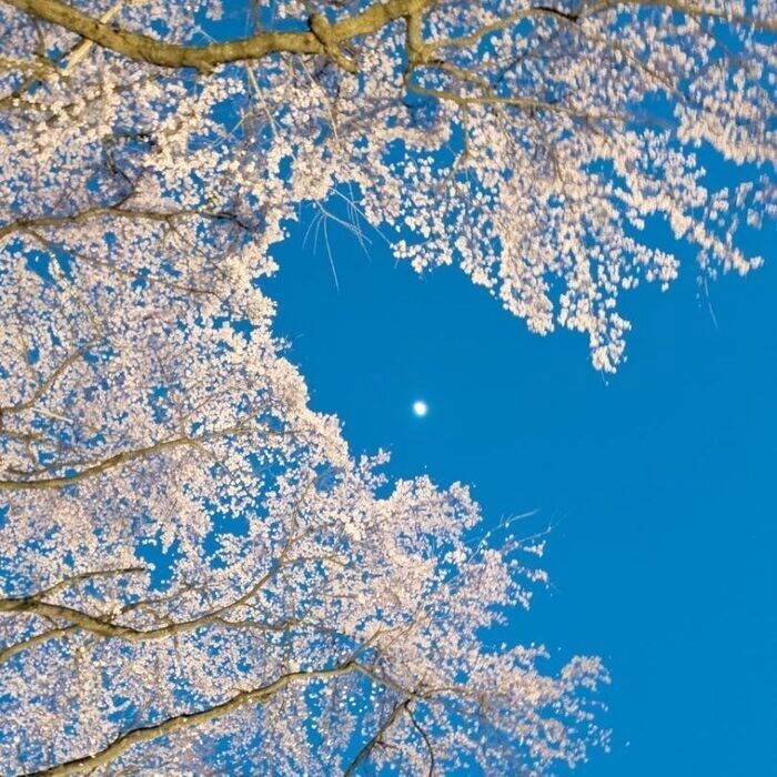 知ってた？？満開桜【花散りサイン】ある場所を見ればすぐわかる！！