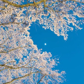 知ってた？？満開桜【花散りサイン】ある場所を見ればすぐわかる！！