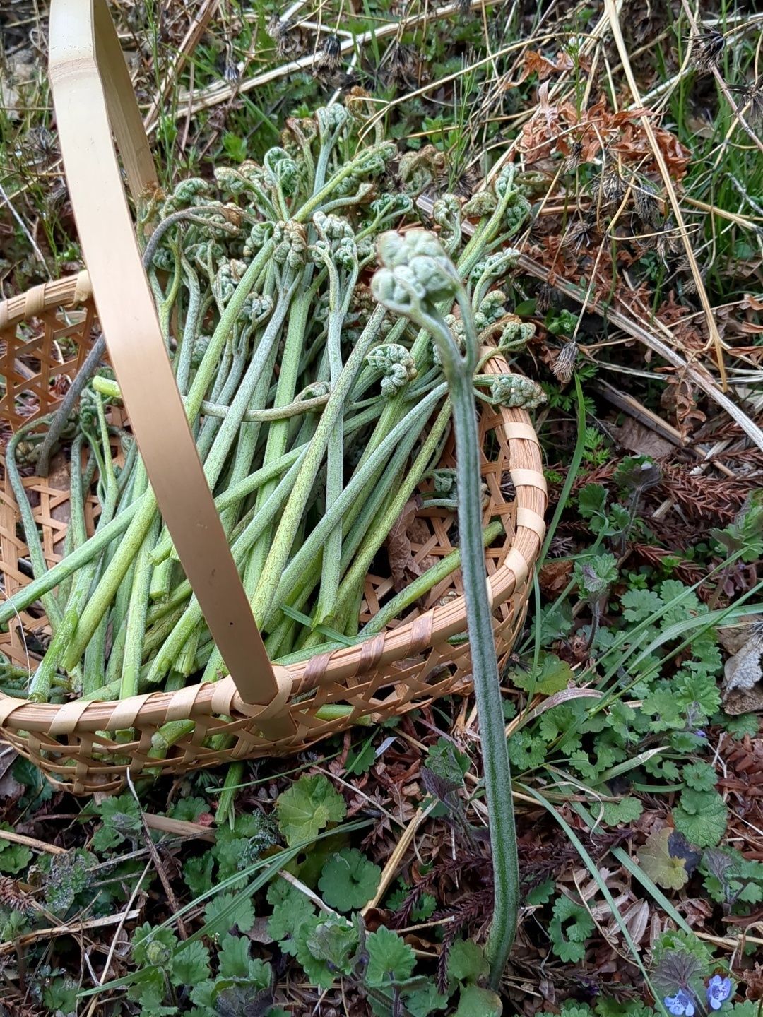 ワラビを入手します！