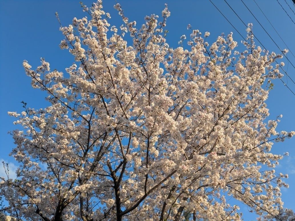 桜の見頃もあと少し！