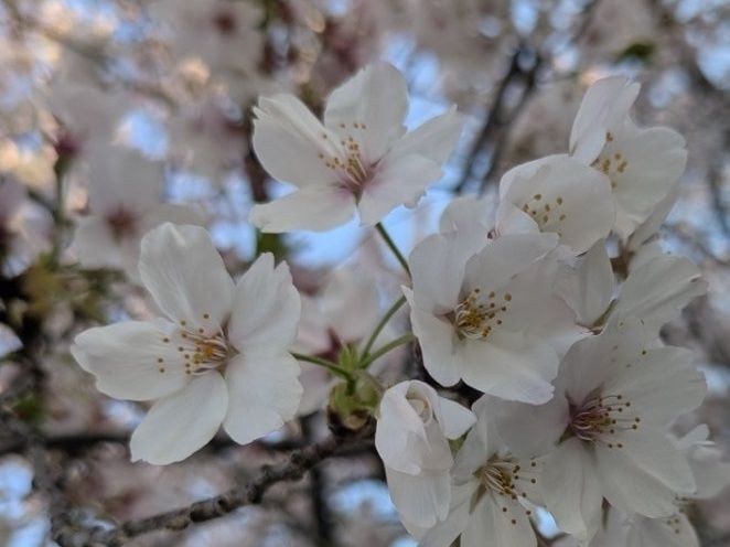 お花の中心部分！！