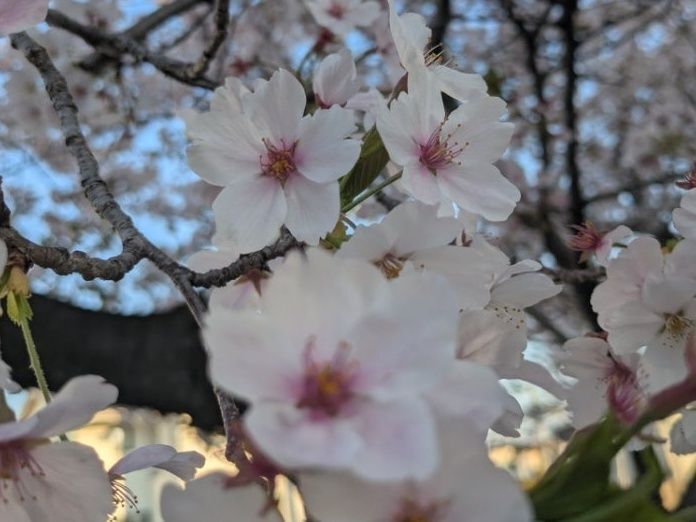 花散りサインは赤！