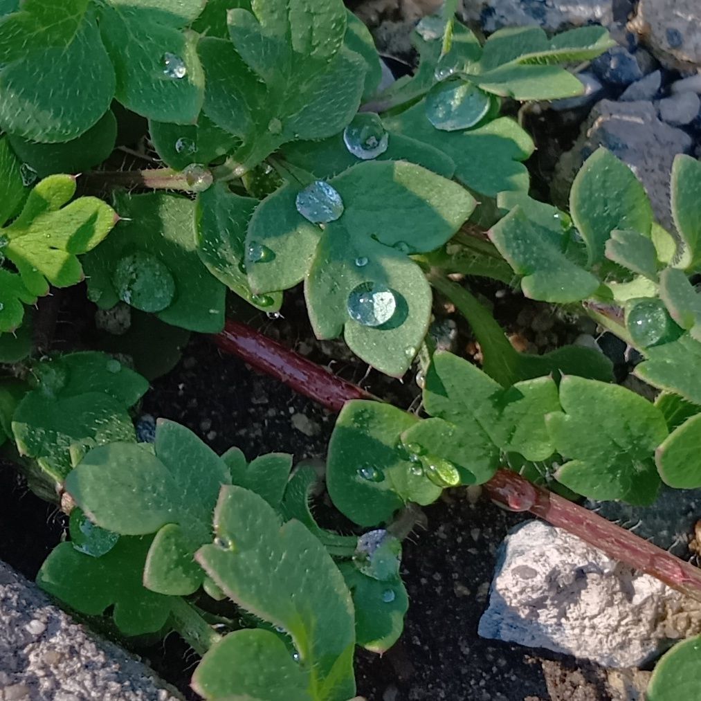 葉には細かな毛が生えていて、水をはじく性質があります。雨の日には水滴をころころと弾く様子が見られましたよ