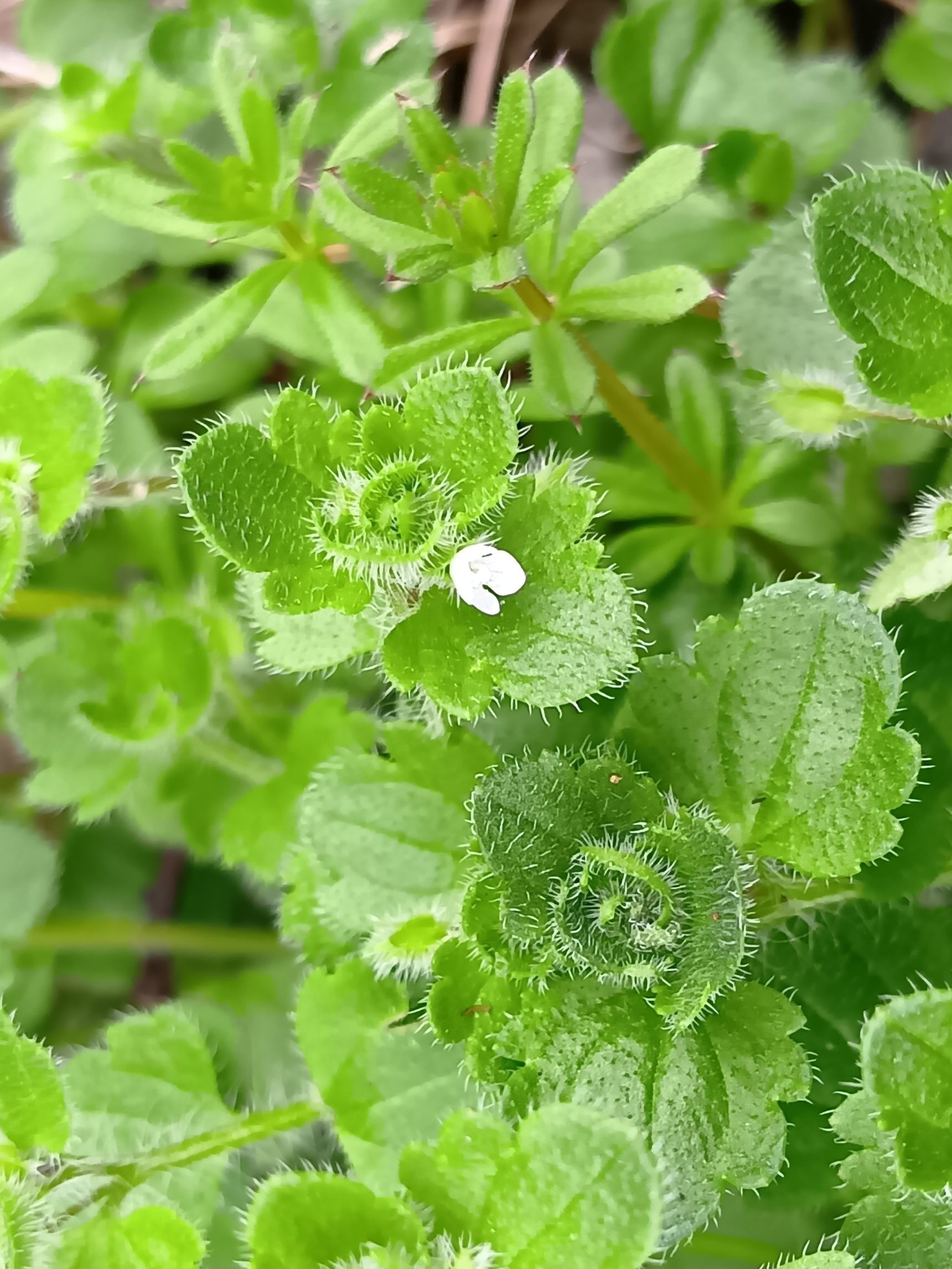 葉っぱもとっても可愛い～！
