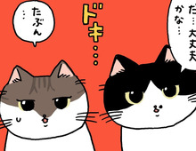 ドキドキハラハラ見守りねこ【てらねこミー子の日常】