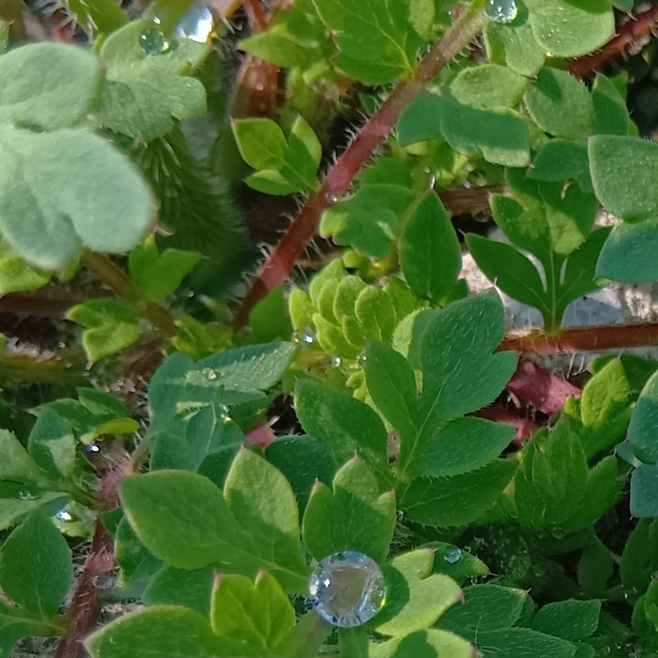 ほんと、雨にも負けず！凄い強健な雑草！