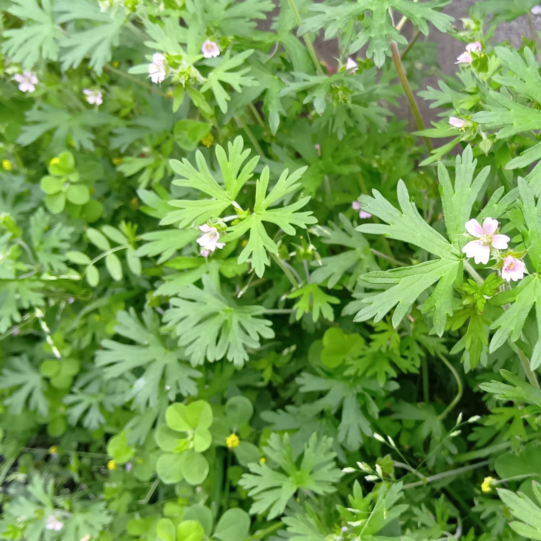 「アメリカフウロ」は、トリカブトやニリンソウに葉は似てる？毒があるの？