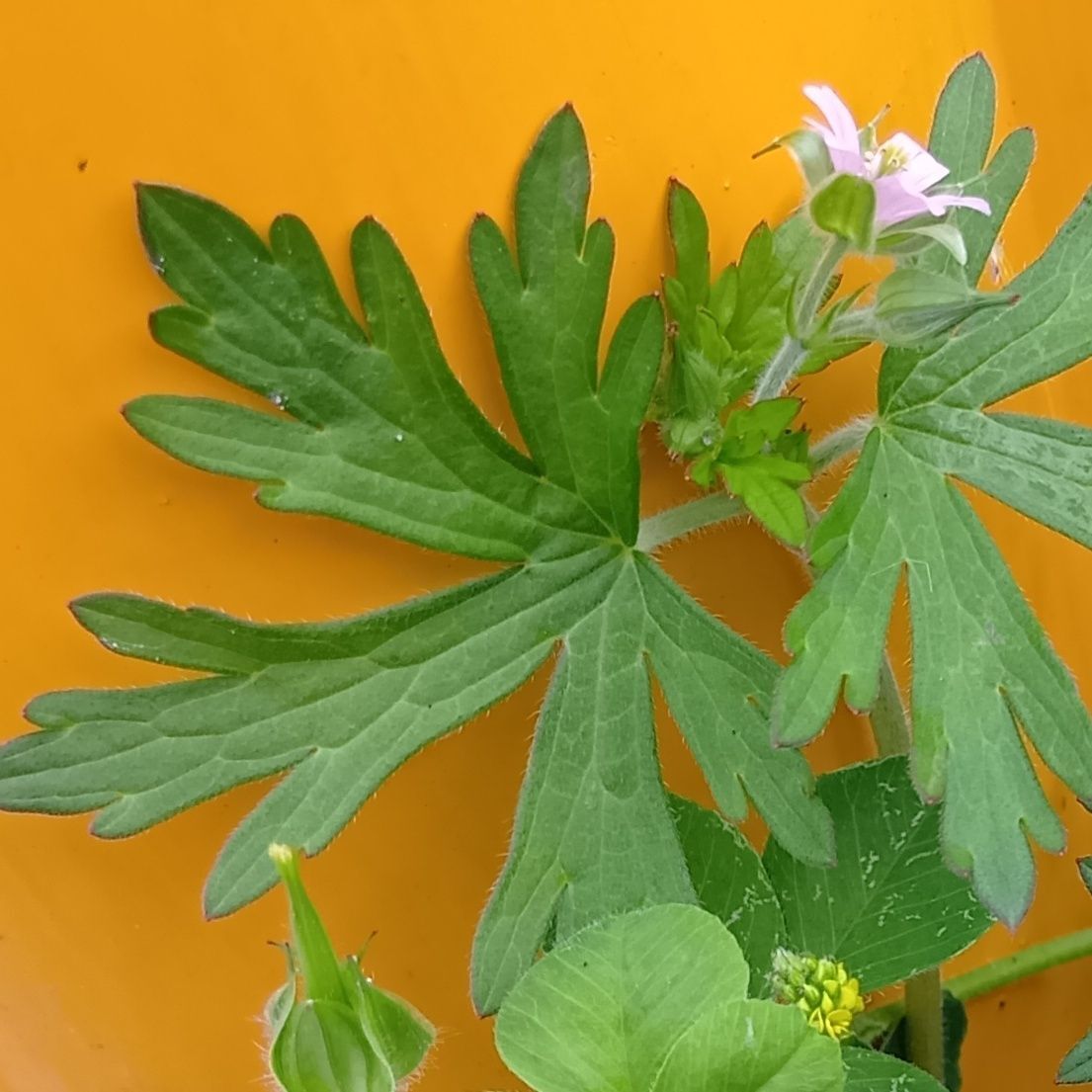 葉は「ニリンソウ」や猛毒の「トリカブト」と似ています