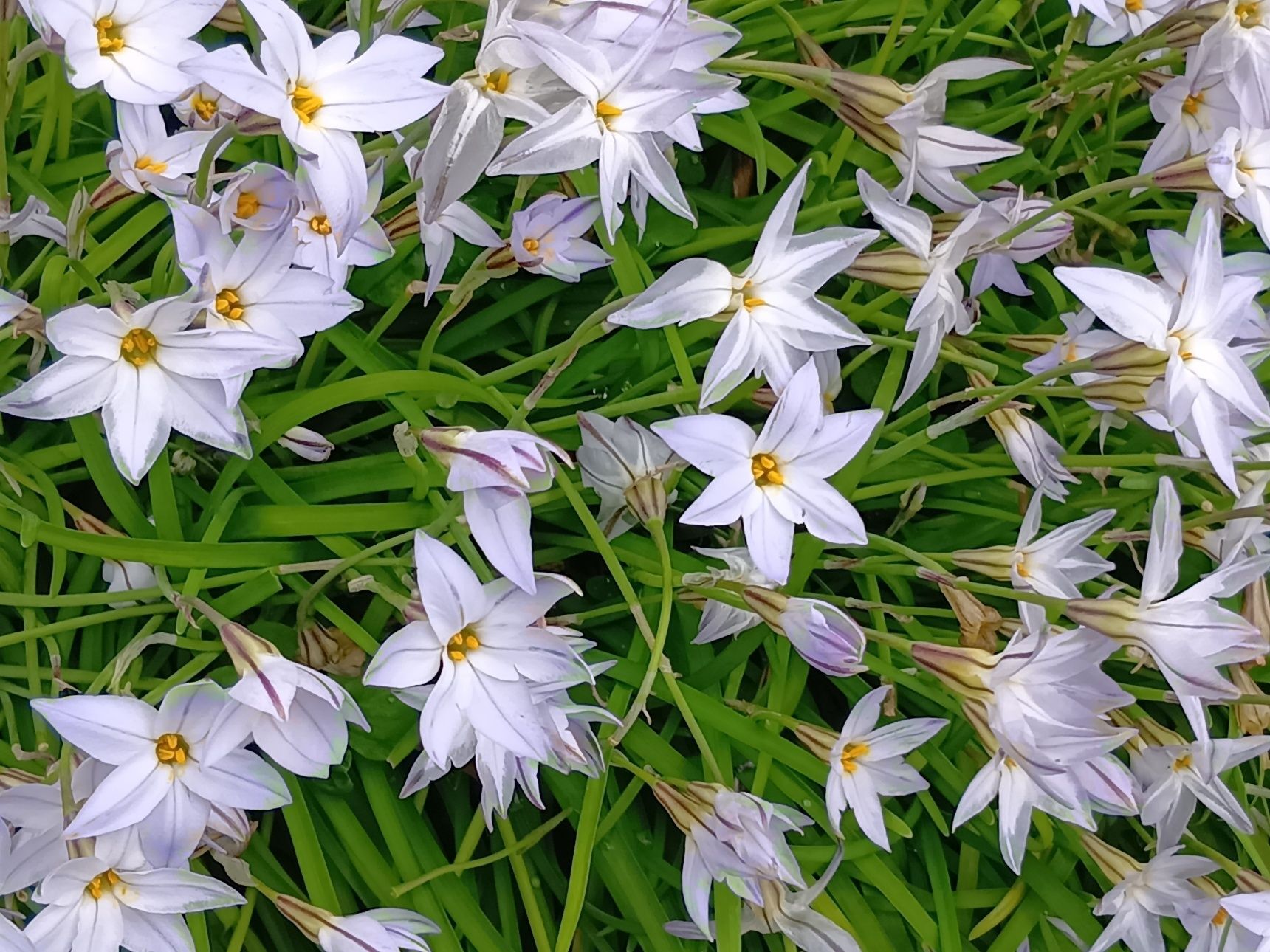 このような葉の形のものは、たとえ山菜採りの方からいただいたものでも「これ大丈夫かな？」と思ったら、無理に食べないほうが安心です