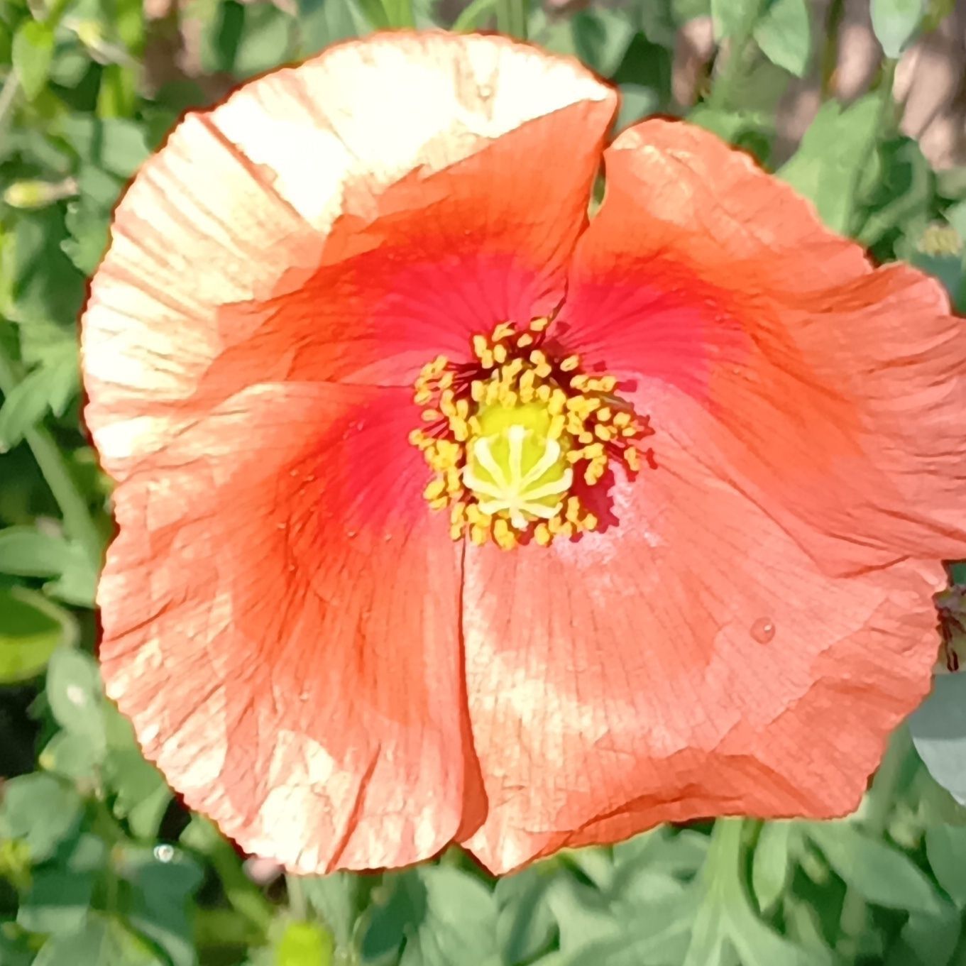 「ケシ」の花そっくりでほんと可愛いの！ケシ科ケシ属に分類される植物です