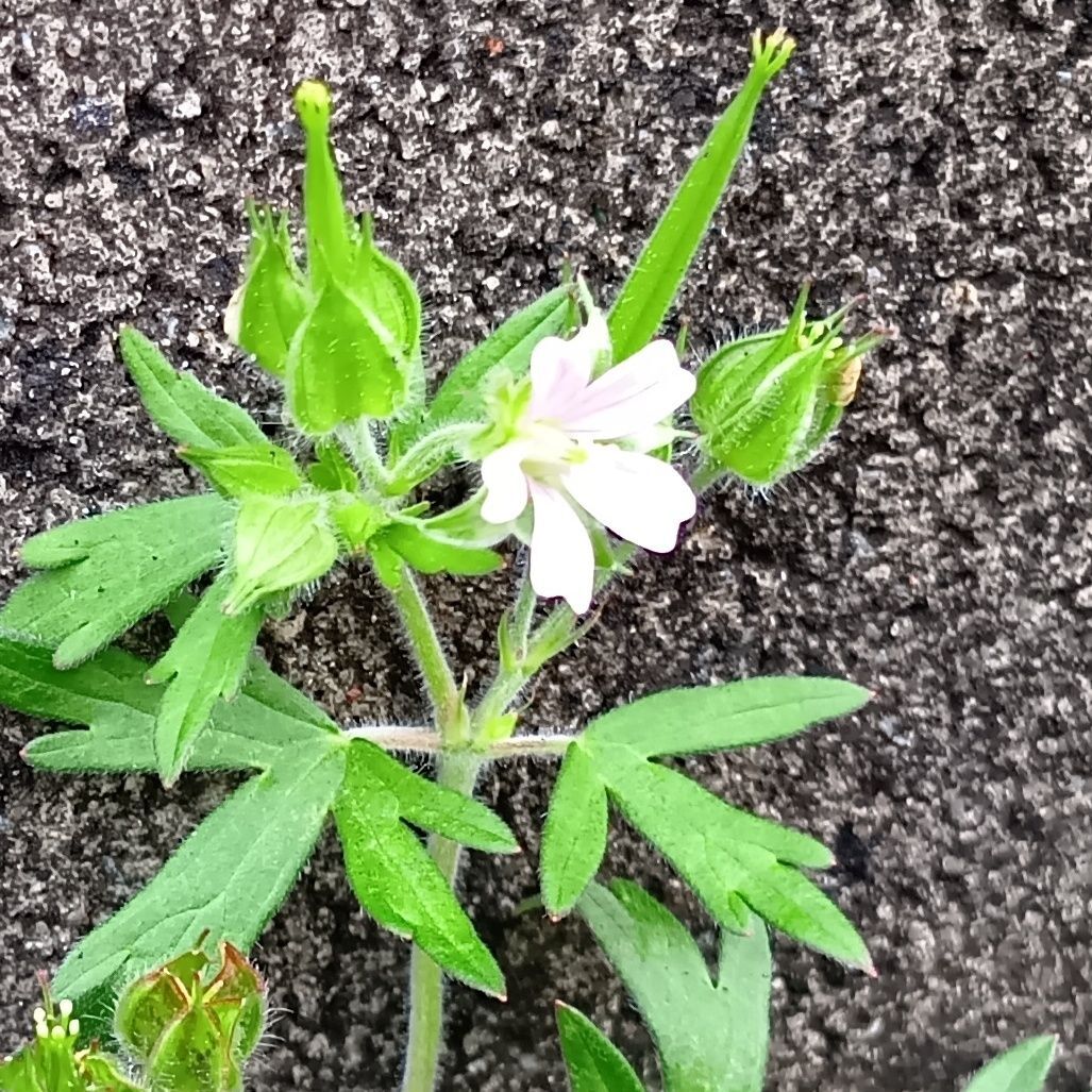 「ニリンソウ」と「トリカブト」を間違って食べて、今年も死亡事件がありました