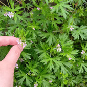 【怖い！見た目にドキッ】死亡事故も起きた山菜採り…トリカブトに似た葉！？「アメリカフウロ」の可憐な花