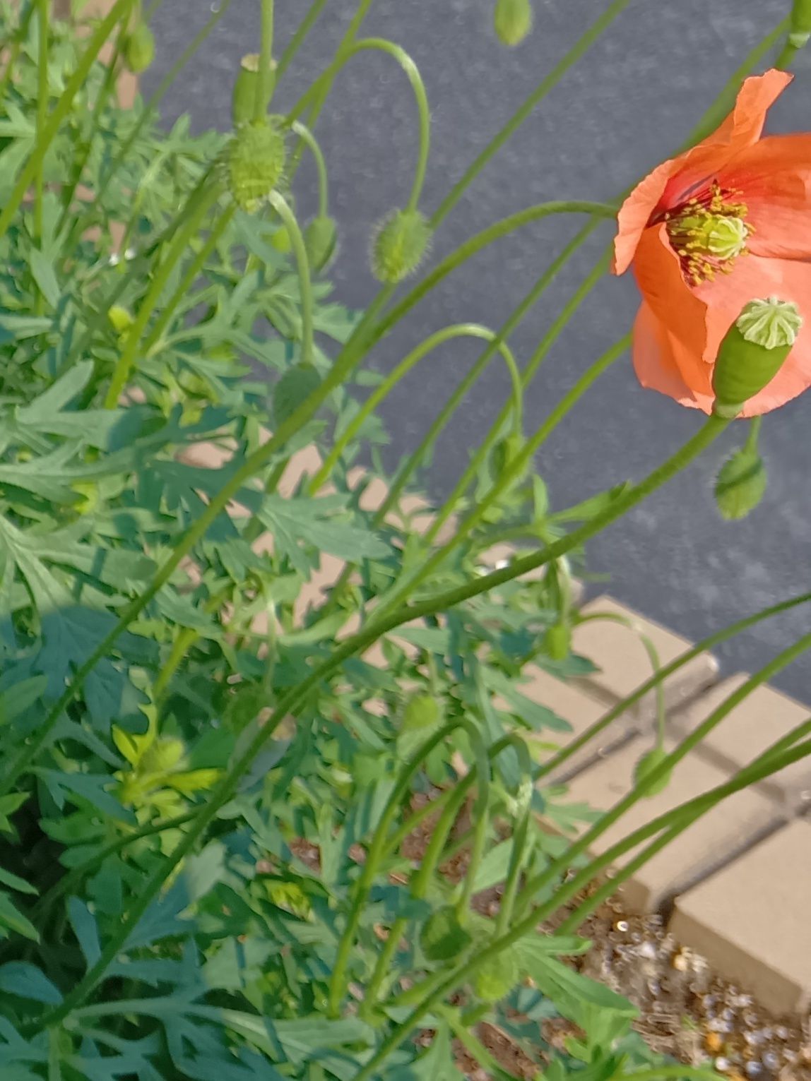 茎は長くてよくしなり、簡単には折れません。風も味方につけながら、たくさんの種を遠くへと放出していきます