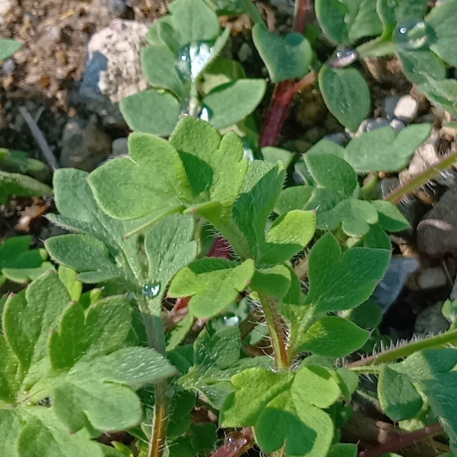 ナガミヒナゲシの茎や葉、蕾には、細かな毛が生えています。この毛は単なる特徴ではなく、植物が生きていくための大切な役割があるといわれています