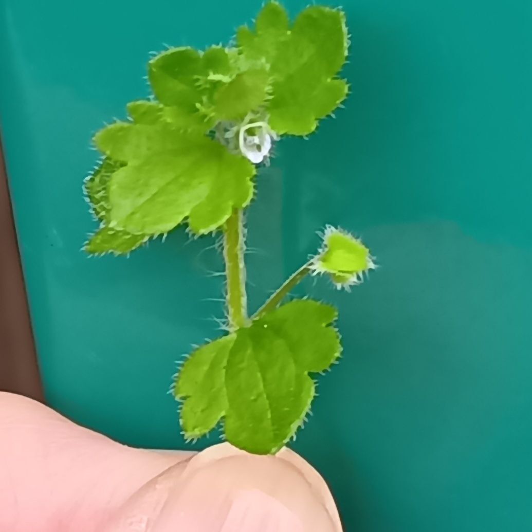 ほんの少し遠出をするだけで、家の近所とは違う雑草に出会え、散歩道がぐっと楽しくなります