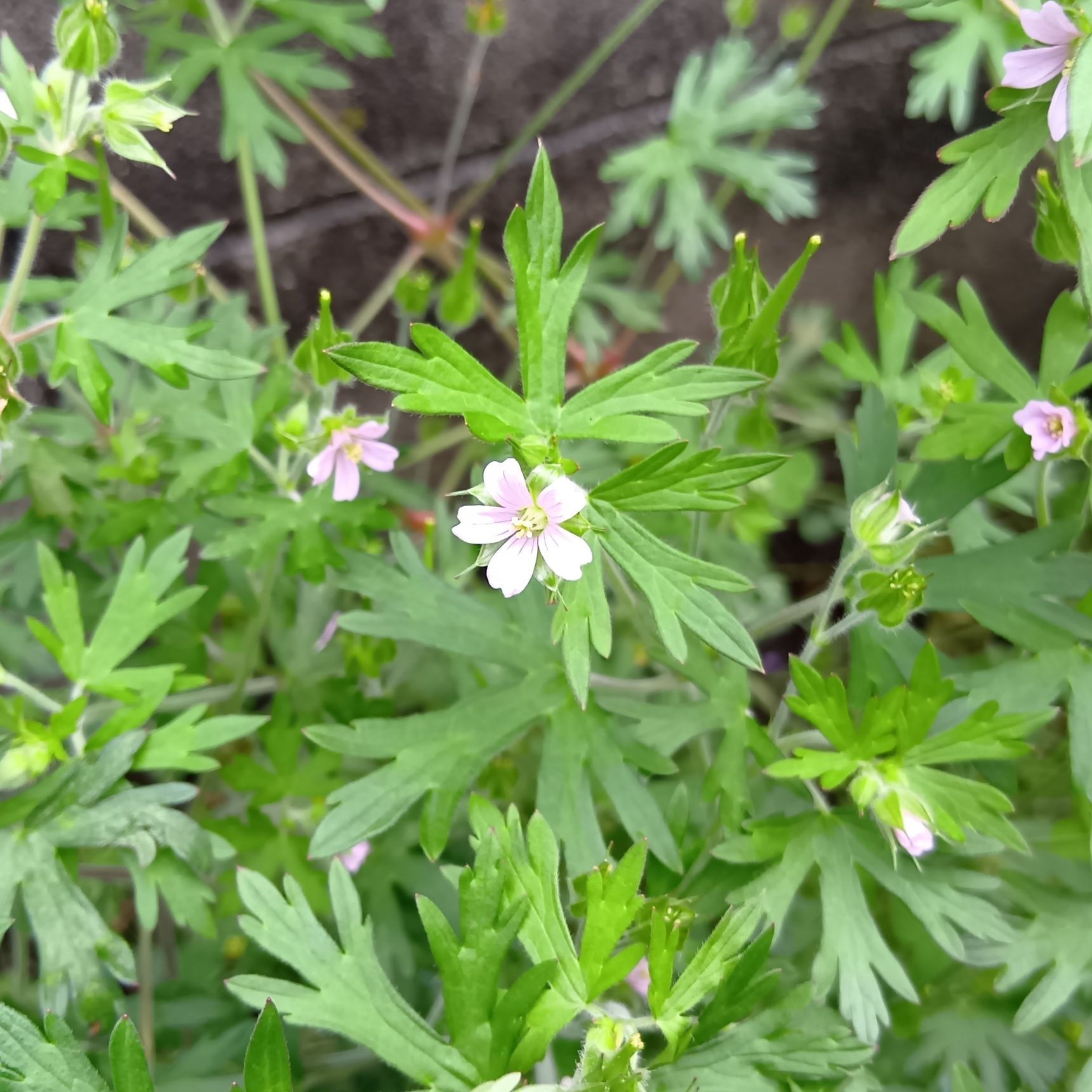 この植物は「アメリカフウロ（亜米利加風露）」です。