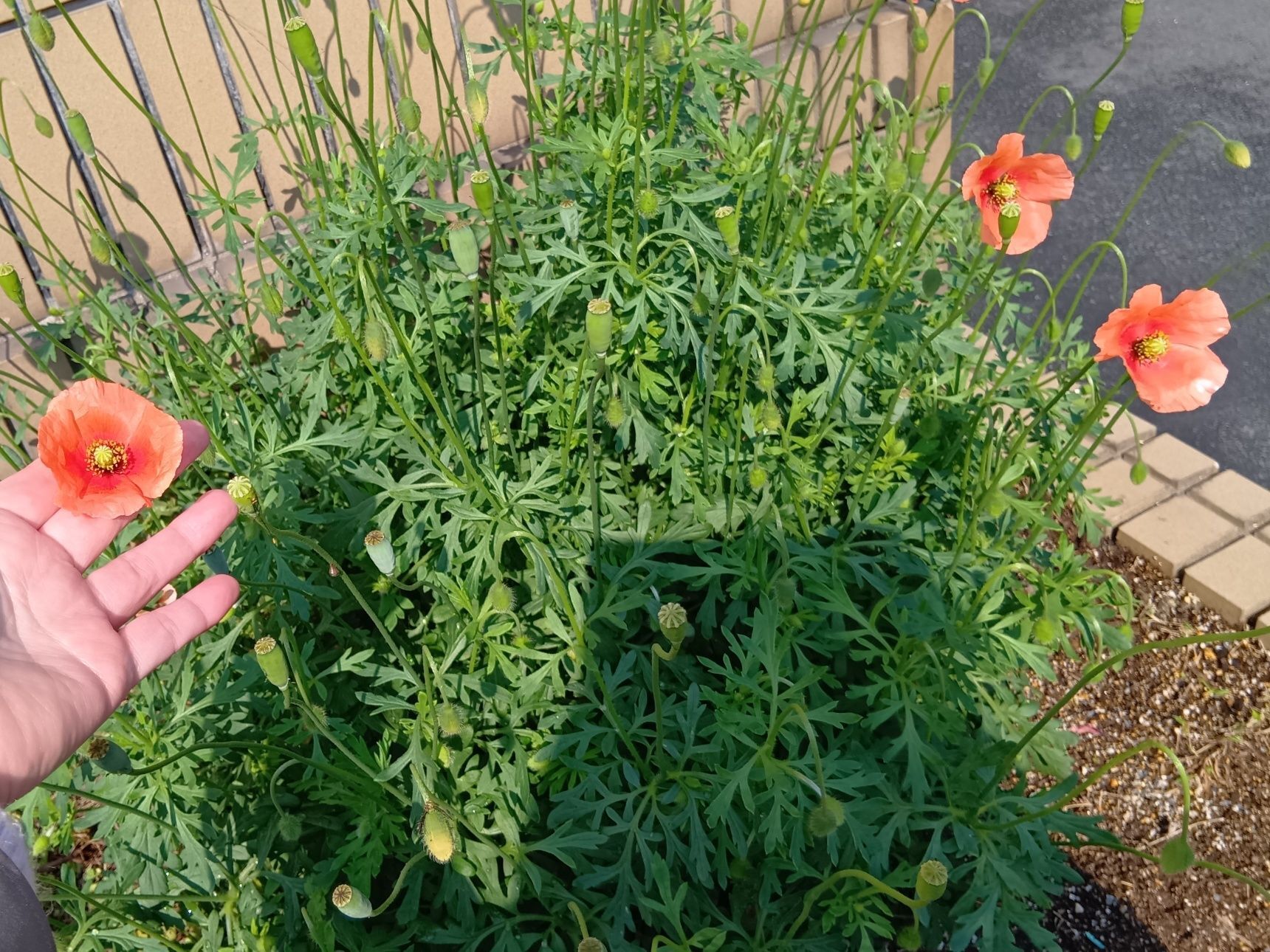 大阪在住ですが、開花は3月の終わりごろでしたね！