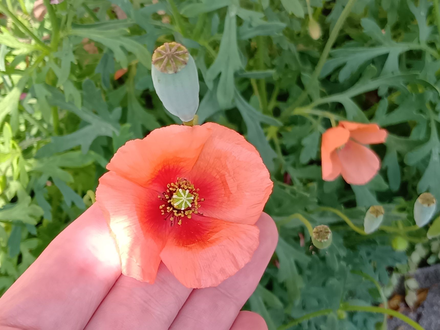 【今年も出現】オレンジ色のやつ！ナガミヒナゲシの開花時期と毛深い理由の謎に迫る～！！！