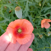 【今年も出現】オレンジ色のやつ！ナガミヒナゲシの開花時期と毛深い理由の謎に迫る～！！！