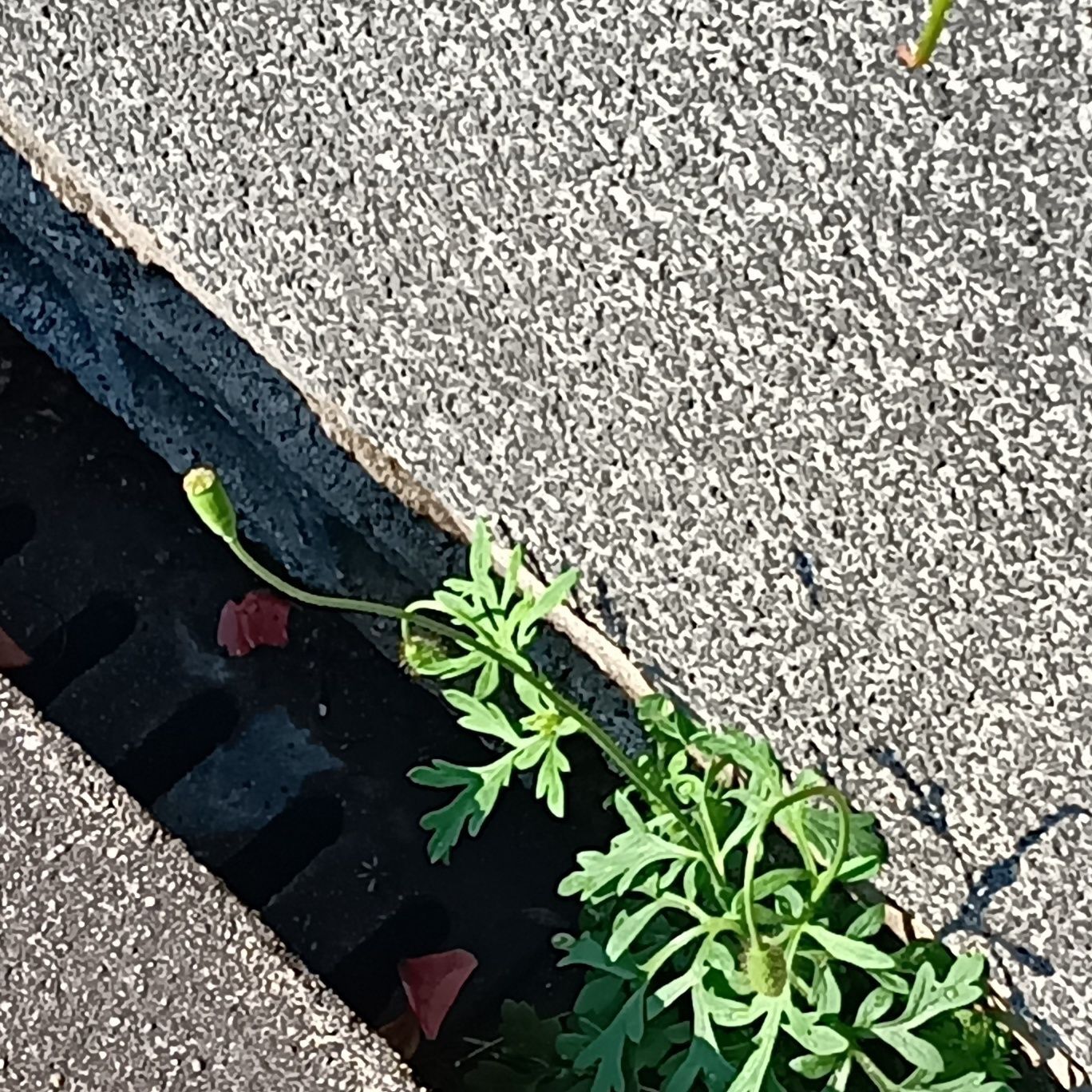 こんなとこからもニョッキ～！！！種を放出しようとしていますよ