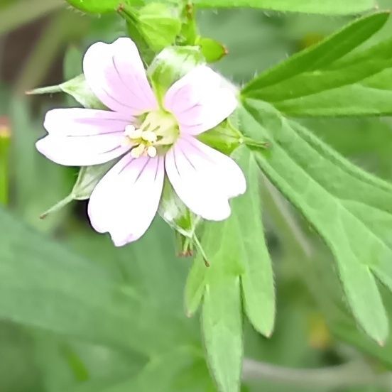アメリカフウロの花言葉はね～