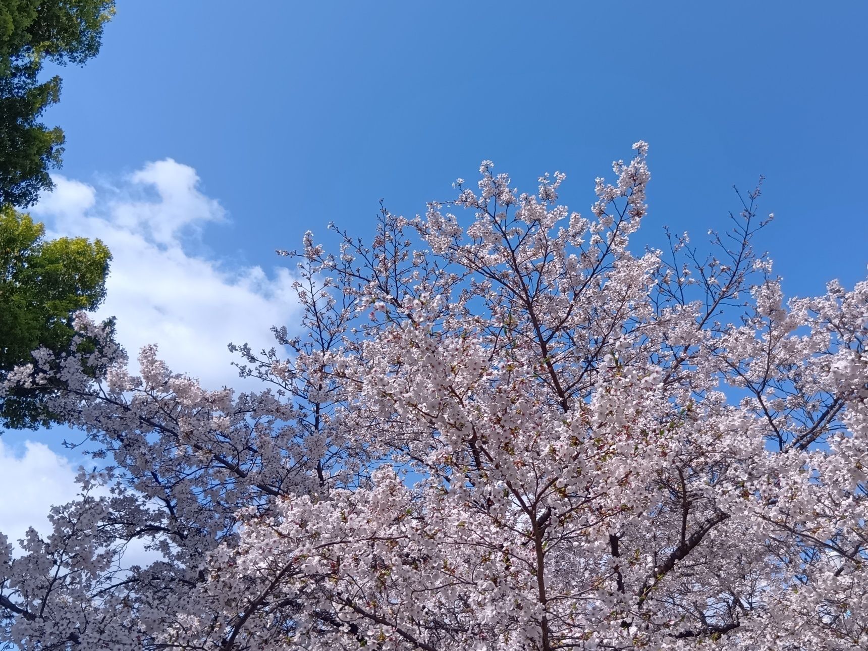 新たな観察ポイントは「いつ開花し始めるのか？」