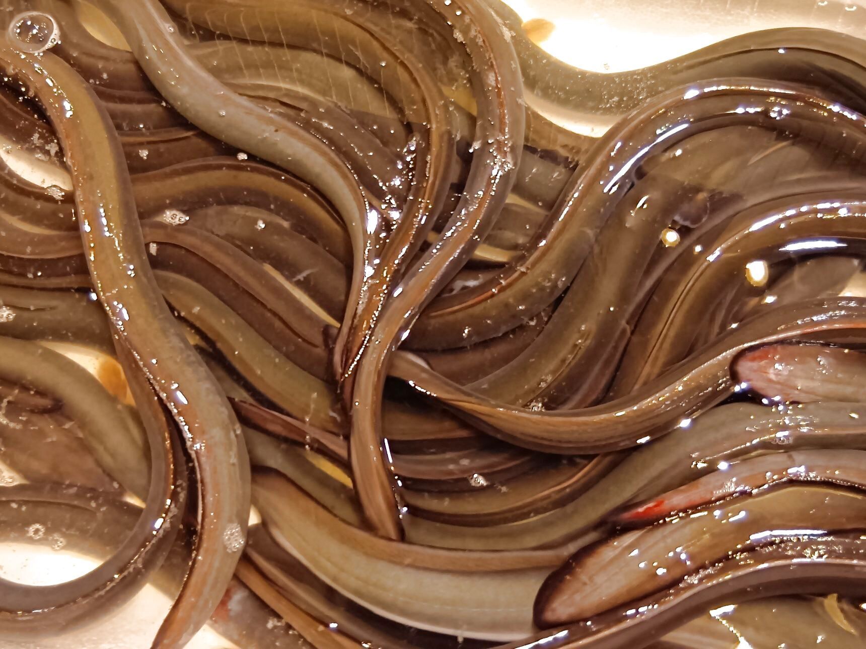 うなぎもうごめいています！なんだか、気色悪いっ。